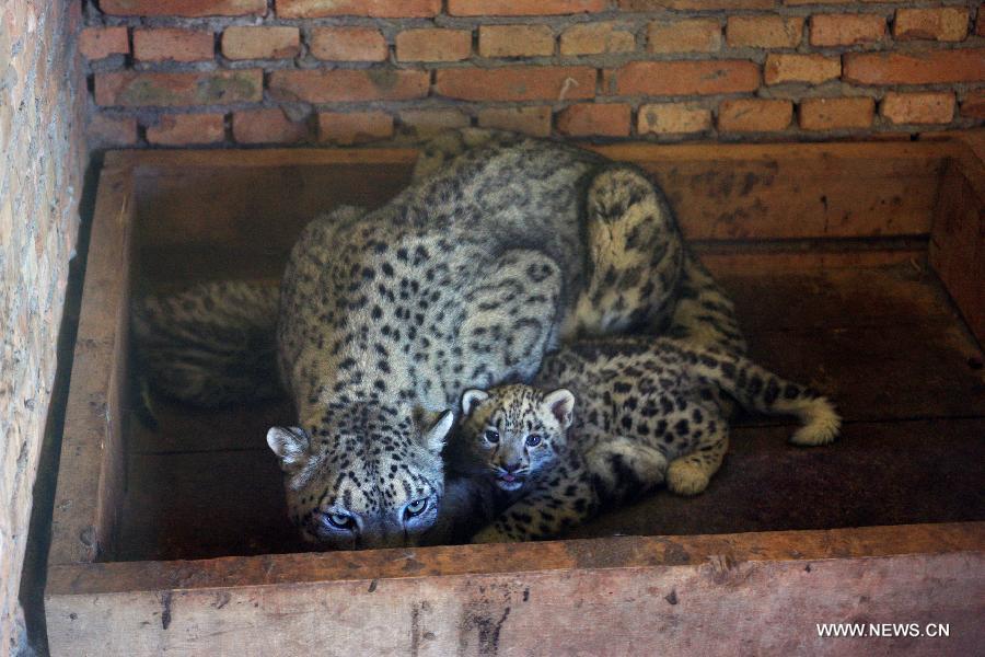 В Северо-Западном Китае на свет появились ирбисы-двойняшки