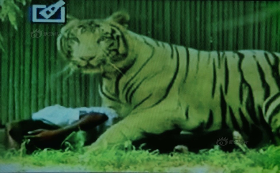 В индийском зоопарке белый тигр загрыз мальчика, который упал в вольер