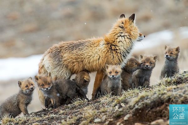 Глазами российского фотографа: спокойная жизнь лис