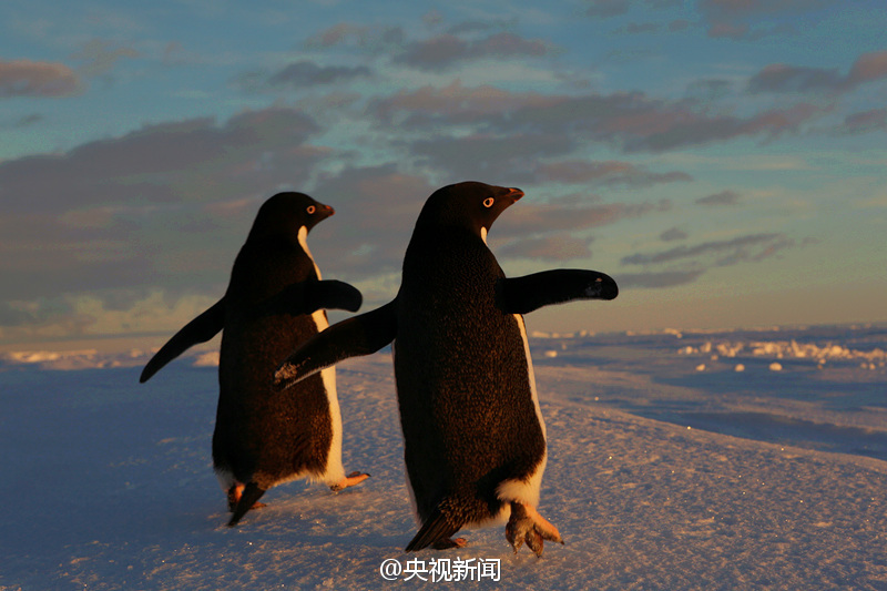 Пингвин с любопытством смотрит на китайское экспедиционное судно «Снежный Дракон»