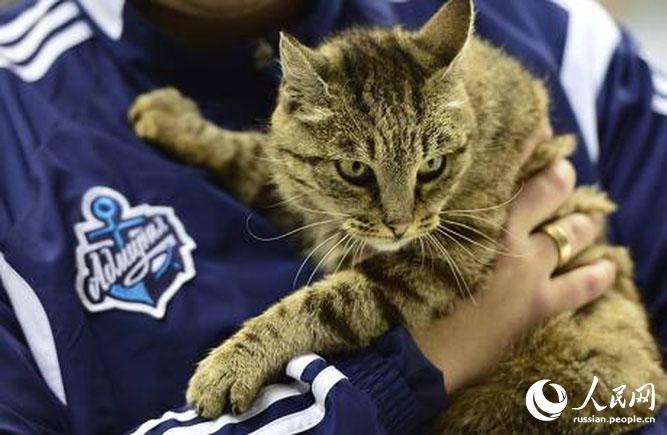 Кошка-воришка стала талисманом хоккейной команды России