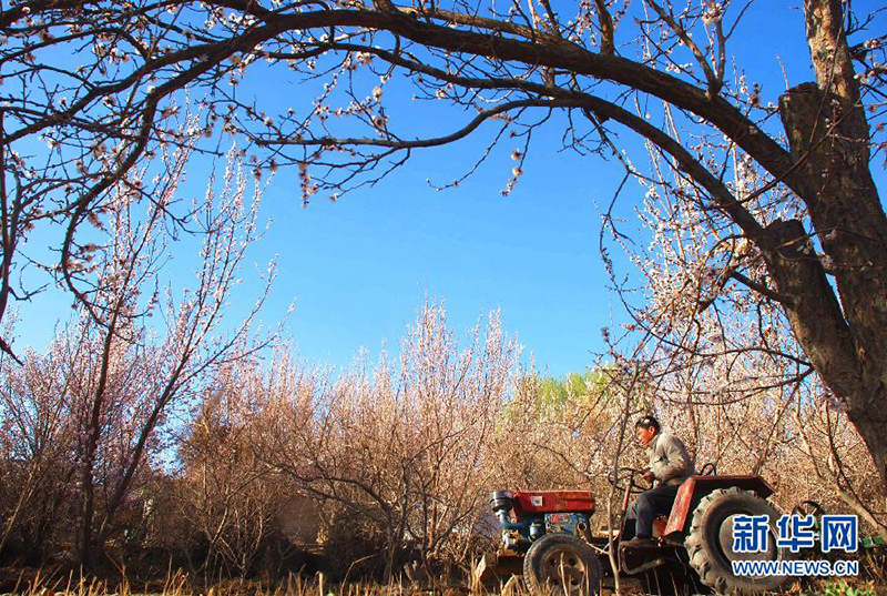 Житель деревни Юэяцюань провинции Ганьсу вспахивает землю в абрикосовом саду (4 апреля). 