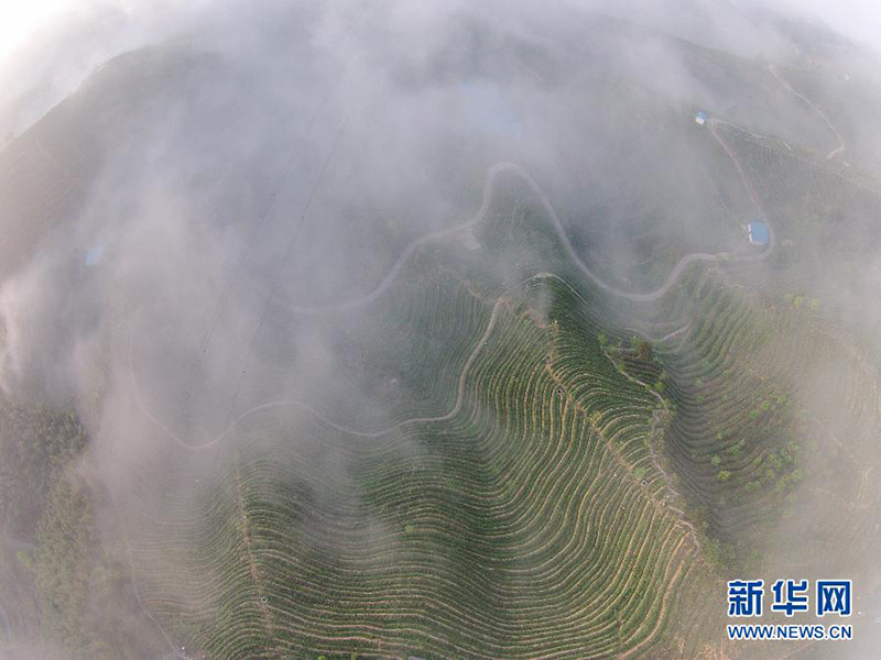 Чайная плантация в деревне Саньши города Лишуй провинции Чжэцзян (аэрофотосъемка сделана 5 апреля).