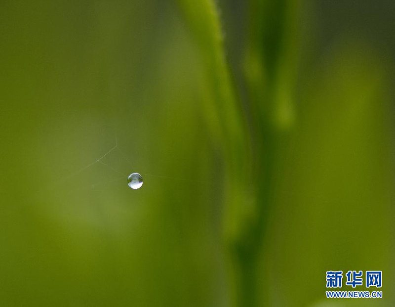 Капля воды, заснятая на одной чайной плантации в уезде Сюаньэнь провинции Хубэй. 