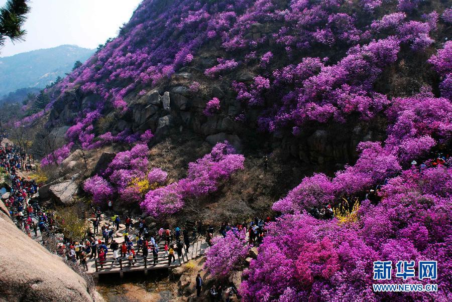 В районе горы Дачжушань города Циндао провинции Шаньдун цветет дикая азалия. Желающих полюбоваться цветами с каждым днем становится только больше (5 апреля). 