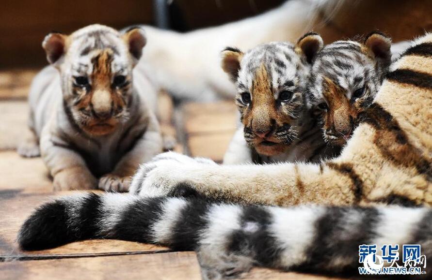 Симпатичные тигрята: В Хэйлунцзянском парке тигров приветствуют первых новорожденных амурских тигров
