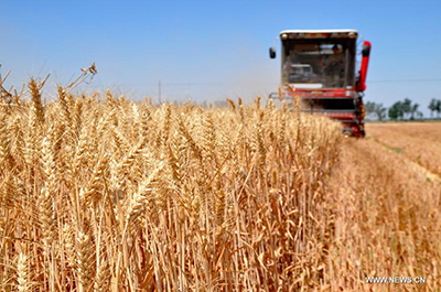 В Китае ожидается богатый урожай летних зерновых