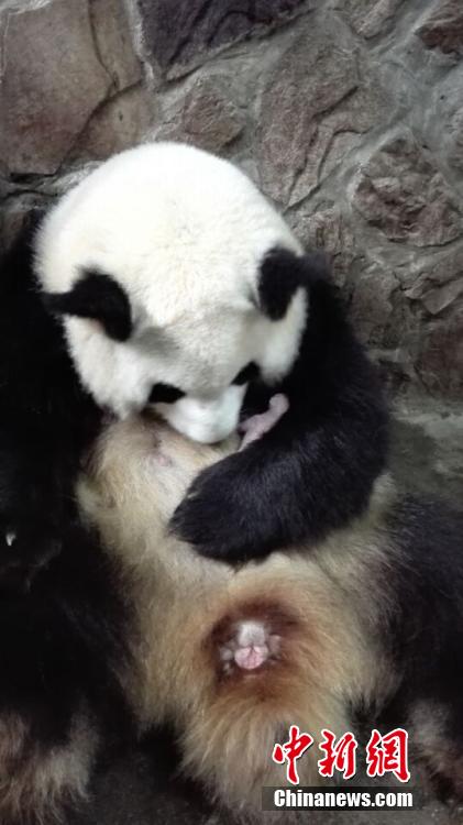 Родилась первая в 2015 году двойня панд