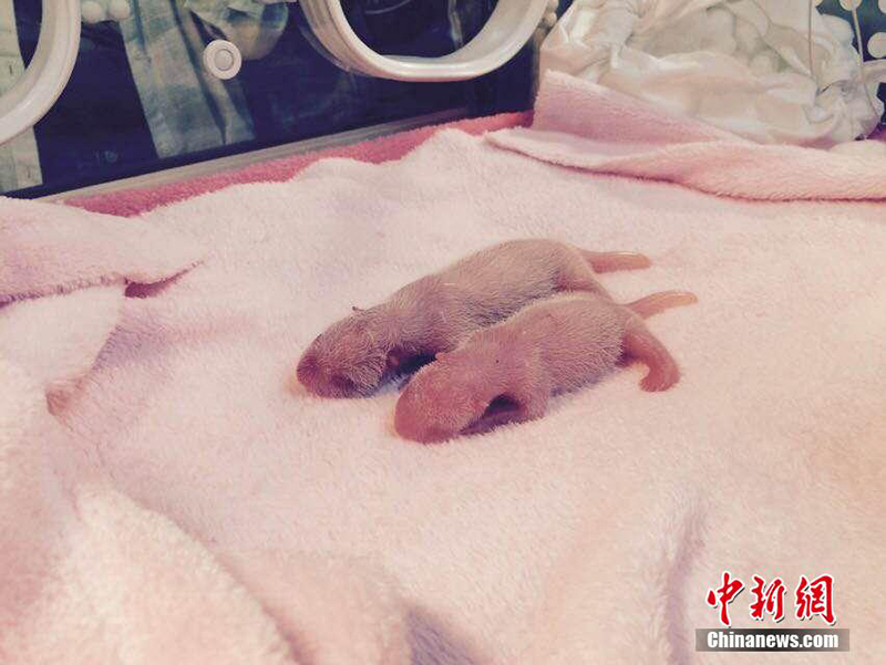 Родилась первая в 2015 году двойня панд
