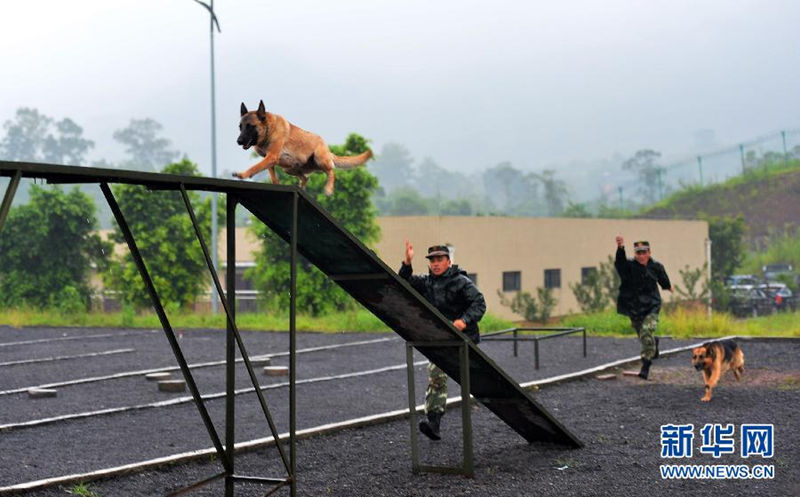Служебную собаку научат прыгать через барьеры.