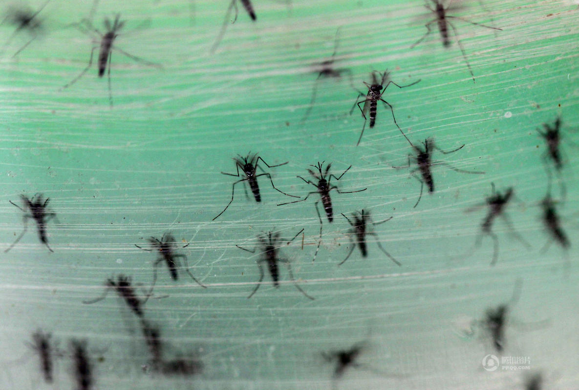 Посещая крупнейшую в мире ферму по выращиванию комаров для борьбы с лихорадкой денге