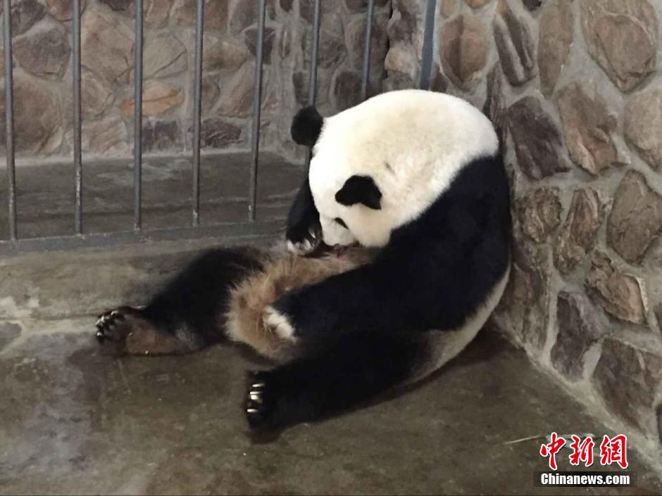 Две панды в Чэнду родили по двойне