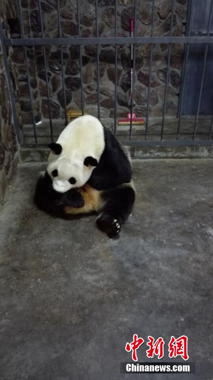 Две панды в Чэнду родили по двойне
