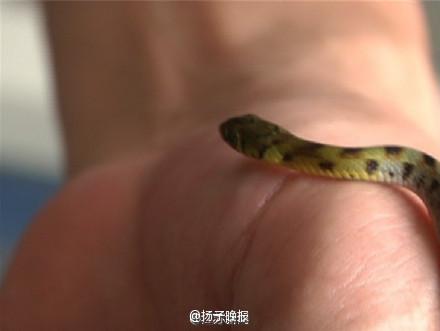 После покупки растения в доме китаянки появилось 13 змей