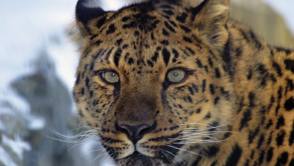Численность дальневосточного леопарда в мире составляет 80 особей