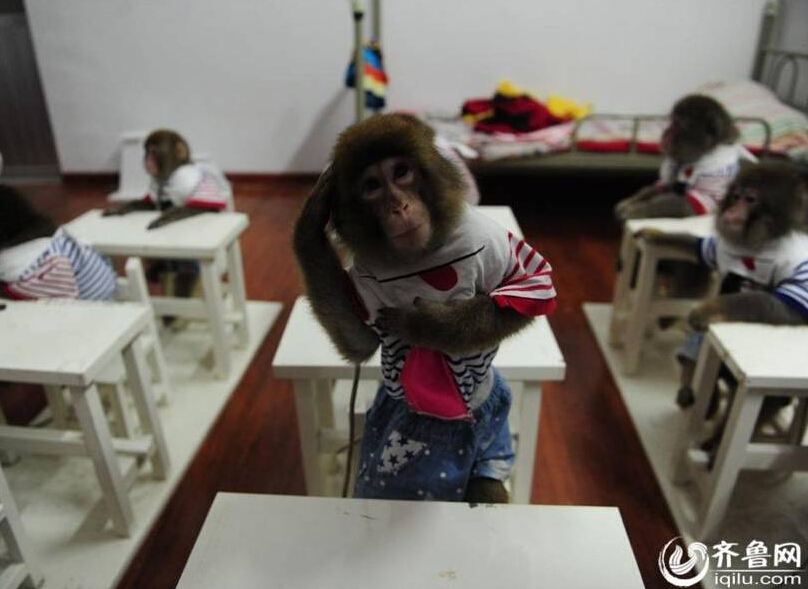В Китае открылась первая школа для макак
