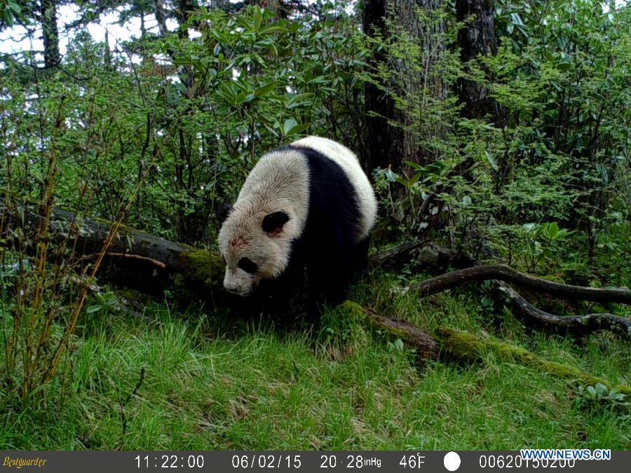 Инфракрасные камеры запечатлели необычное поведение панд
