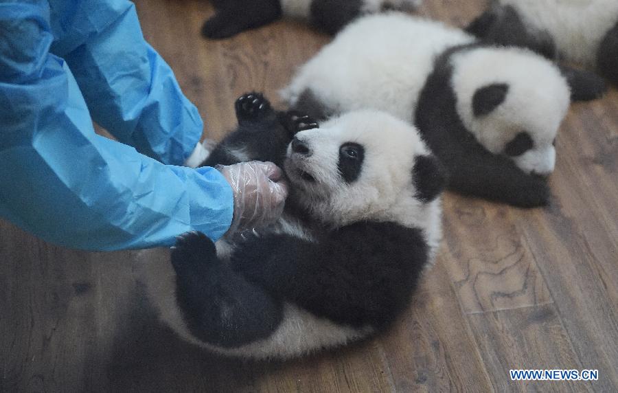 Рожденные в этом году панды-близнецы появились на публике в Чэнду