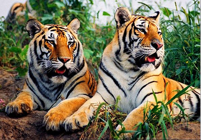 Китай готовится создать национальный парк тигров и леопардов