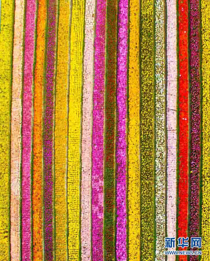 Цветочное поле в Шанхае