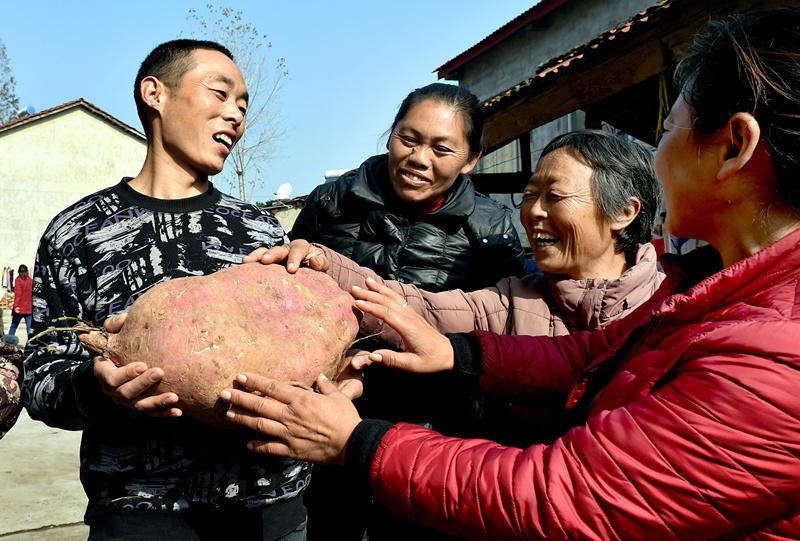 Крестьянин из провинции Хубэй вырастил огромный батат