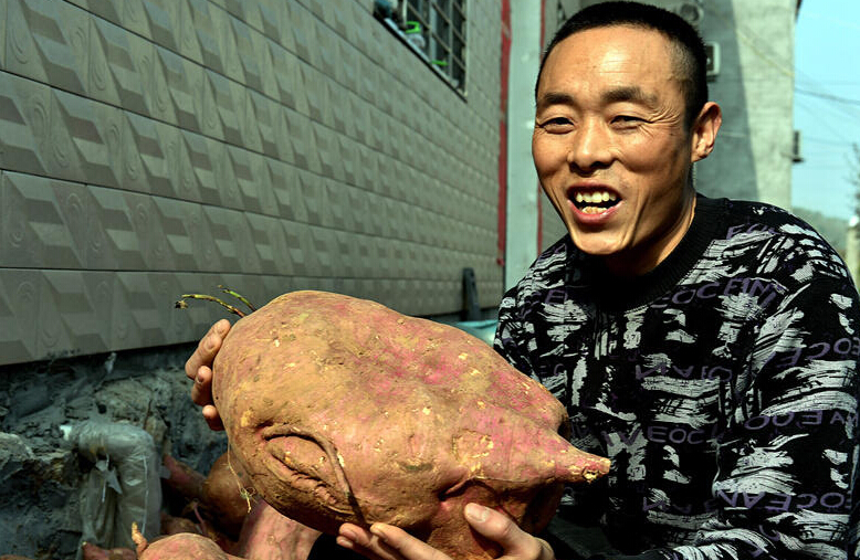 Крестьянин из провинции Хубэй вырастил огромный батат