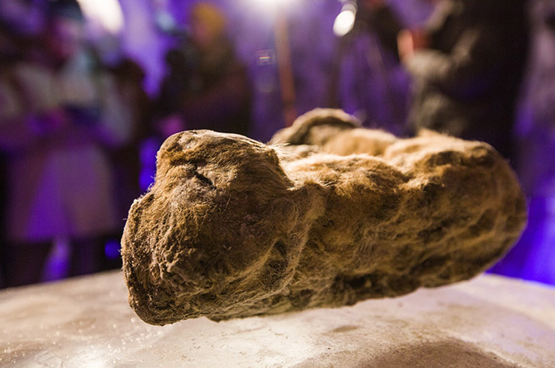 Презентация доисторических пещерных львят состоялась в Якутии