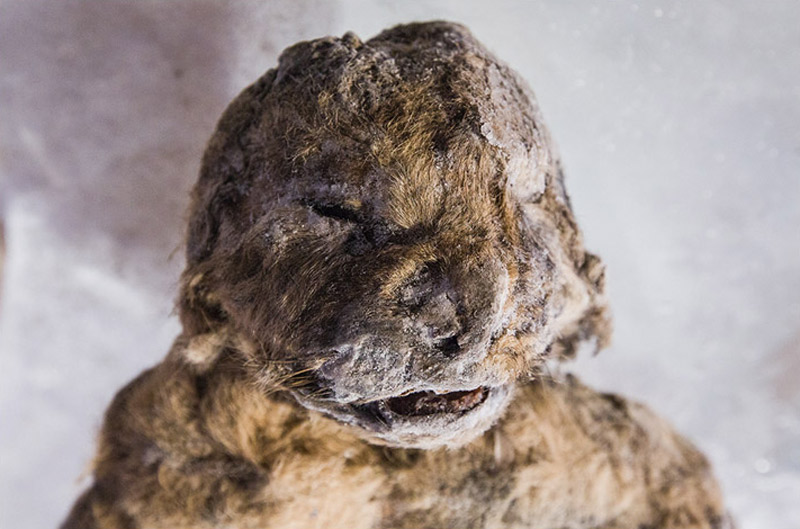 Презентация доисторических пещерных львят состоялась в Якутии