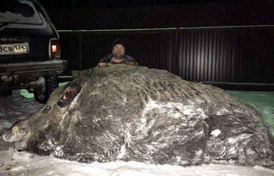 На Урале охотник убил кабана-гиганта