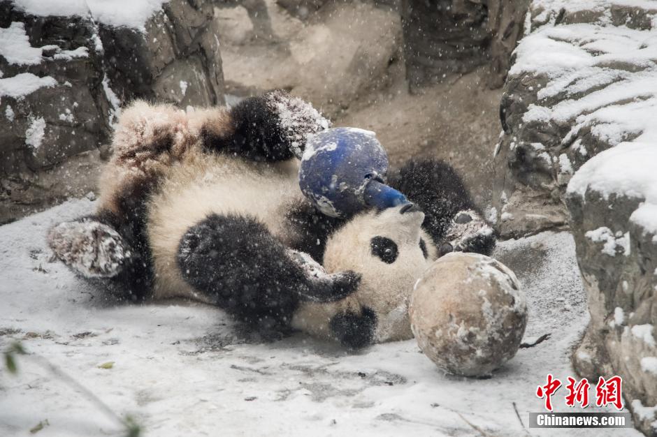 Панда гуляет по снегу