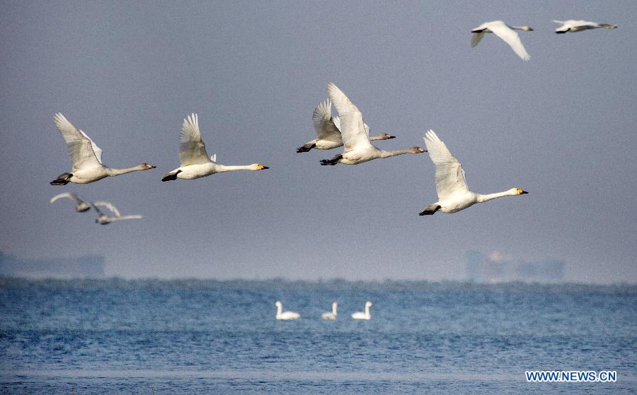 Из-за подъема уровня воды в озере Поянху перелетные птицы испытывают трудности с добычей пропитания