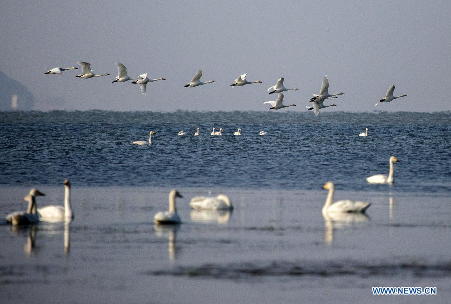 Из-за подъема уровня воды в озере Поянху перелетные птицы испытывают трудности с добычей пропитания