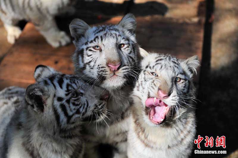 Пять белых тигрят встретились с туристами в Юньнаньском зоопарке