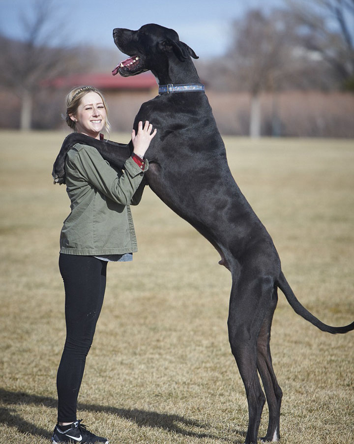 Американский дог может стать «самой высокой собакой в мире» (6)