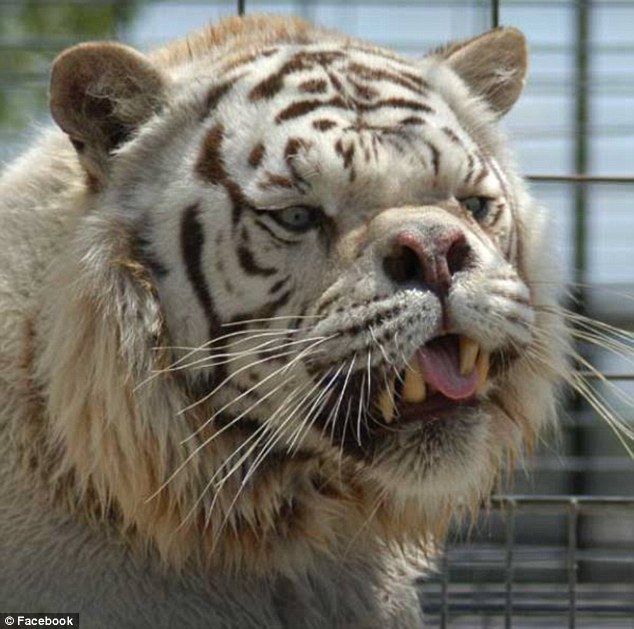 “Уродливый” белый тигр в Америке был получен в результате родственного скрещивания