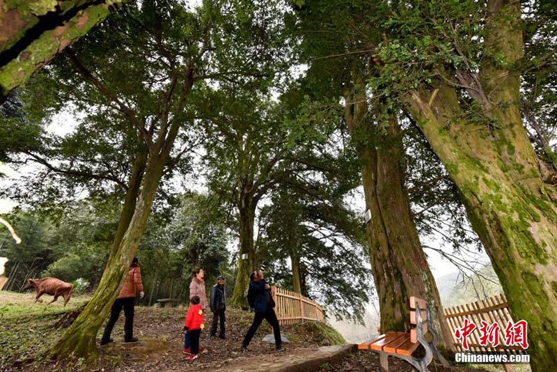 В провинции Хунань обнаружен большой тисовый лес
