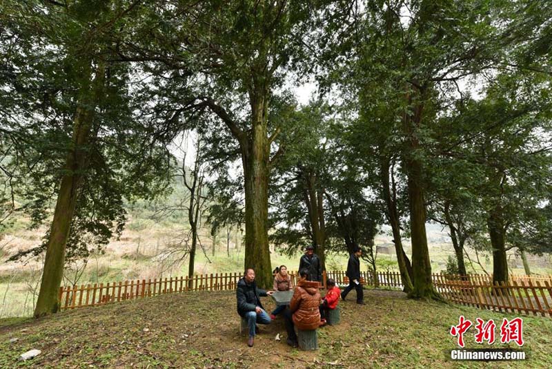 В провинции Хунань обнаружен большой тисовый лес