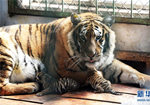 Шесть тигрят родились в Хэйлунцзянском парке амурских тигров