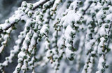 "Летний снег" выпал в провинции Шаньси