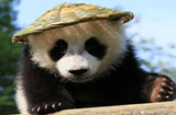"Кунг-фу панда" в бамбуковой шляпе 