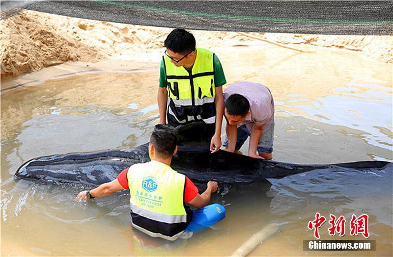 Жители острова Хайнань спасли дельфина-гринду, попавшего на мель