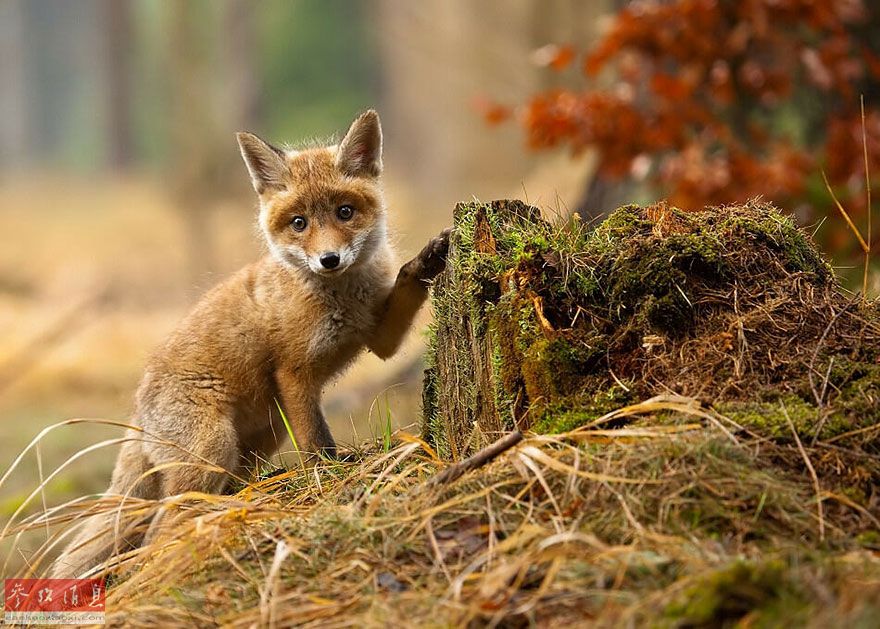 Фотографии лисят стали популярными в Интернете