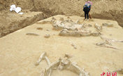 В провинции Цзянсу обнаружены окаменелости древнего слона