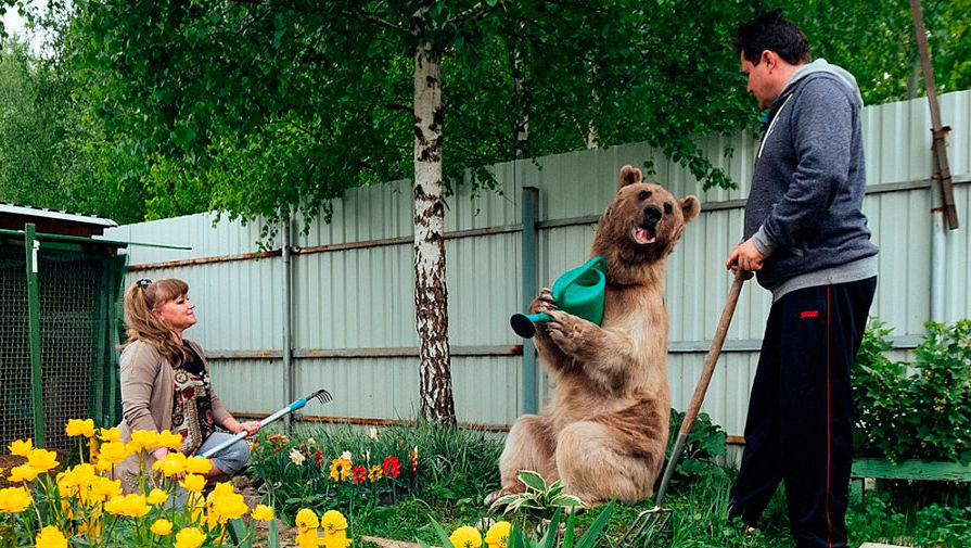 Огромный медведь стал домашним питомцем для российской семьи