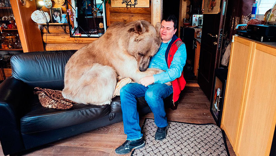 Огромный медведь стал домашним питомцем для российской семьи