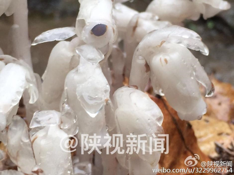"Мертвый цветок" обнаружен в провинции Шэньси