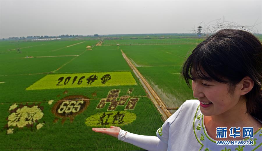 Гигантские рисовые картины появились в северном Китае