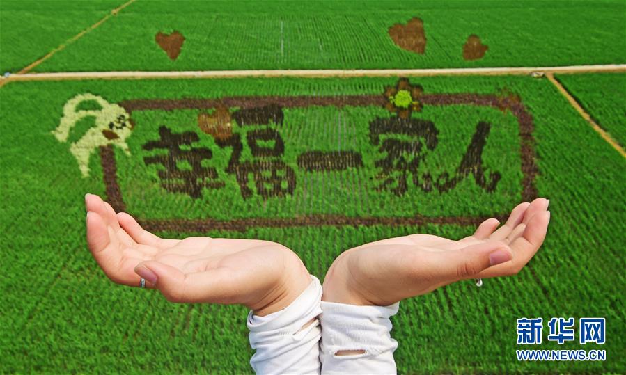 Гигантские рисовые картины появились в северном Китае