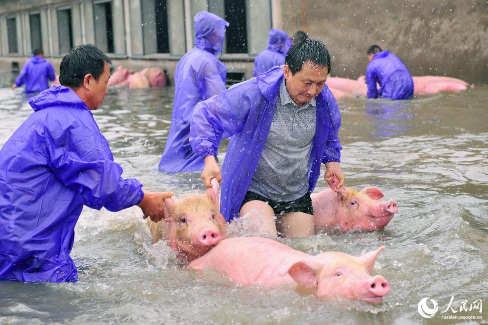 3000 свиней были спасены от наводнения