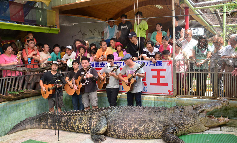 Шестиметровый "король крокодилов" появится в городе Сямэнь в конце августа